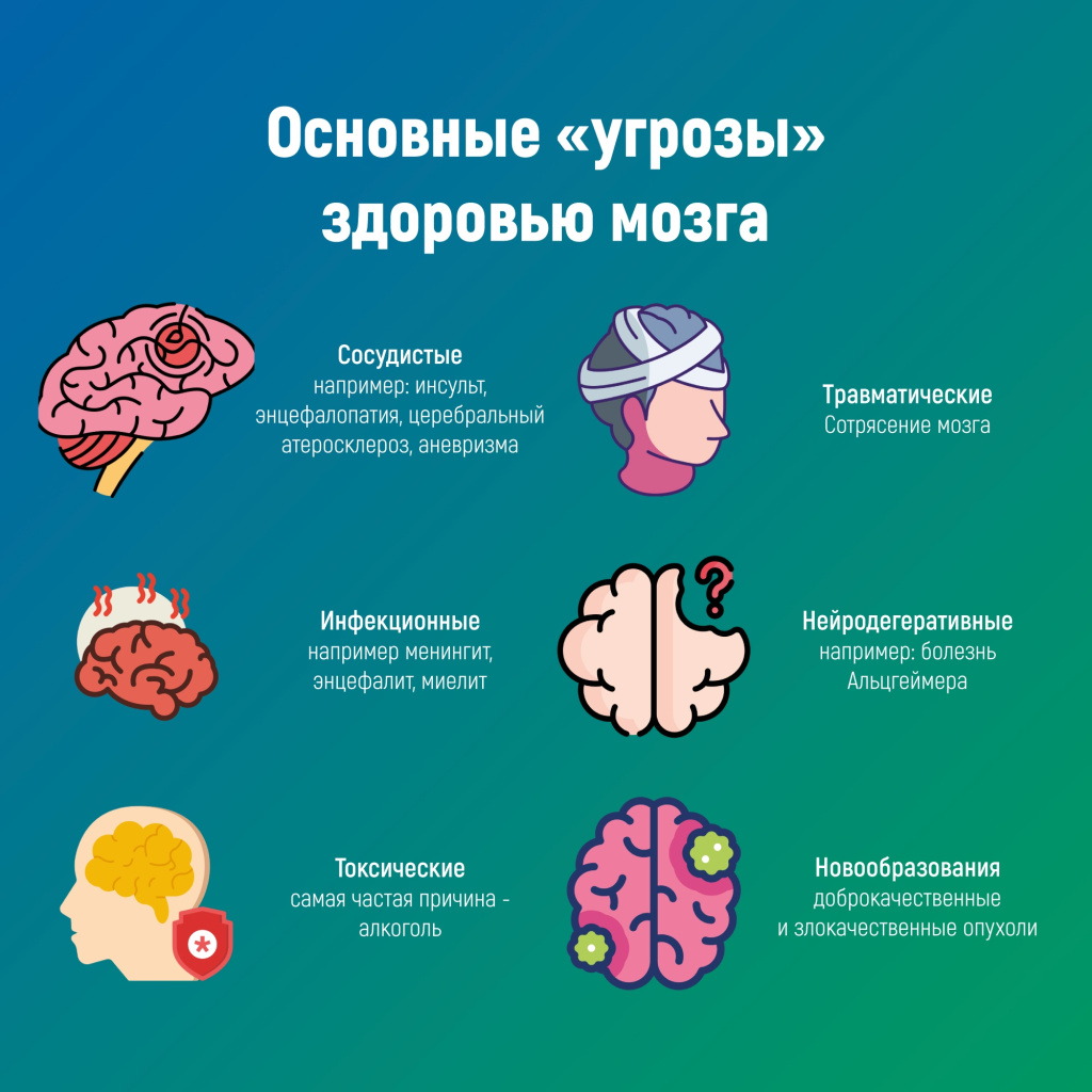 3 мозг.jpg