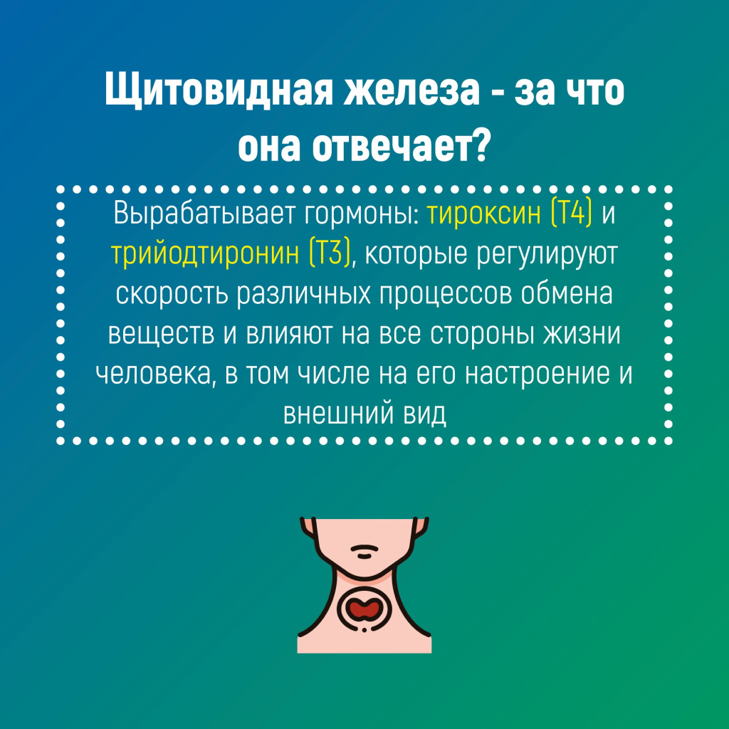 03 эндокри.jpg