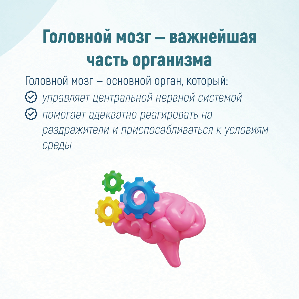 02 мозг.jpg