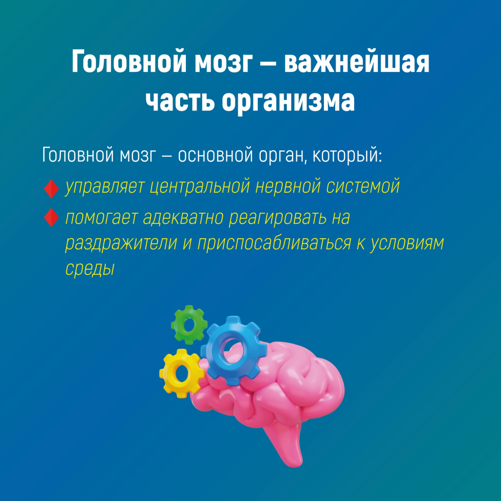 2 мозг.jpg